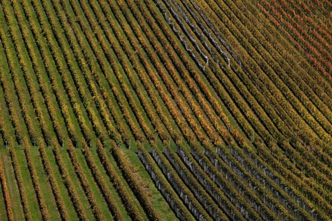 vineyard, vines, grapevines, winegrowing, autumn colouring, autumn, graphic, Strümpfelbach,