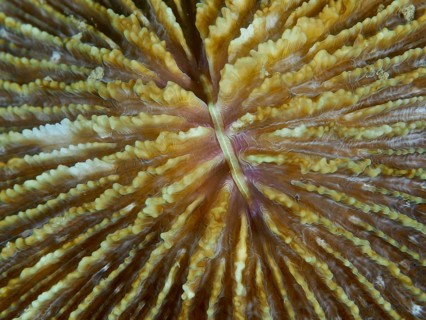 Close-up of a brownish coral, mushroom coral (Fungia fungites), showing fine details and textures,