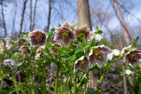 Oriental hellebore (Helleborus orientalis), Bavaria, Germany, Europe