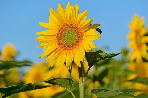 Sunflower (Helianthus annuus) in bloom, sunflower field, blue sky, North Rhine-Westphalia, Germany,