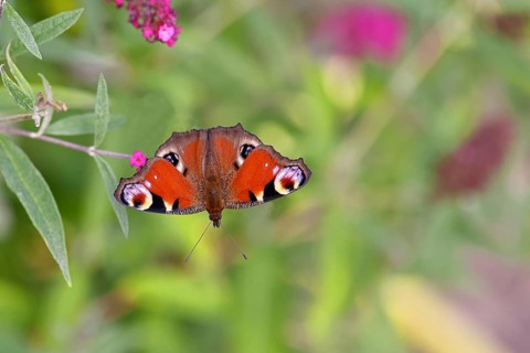 Peacock butterfly (Inachis io) sucking nectar on butterfly bush (Buddleja davidii), in a natural