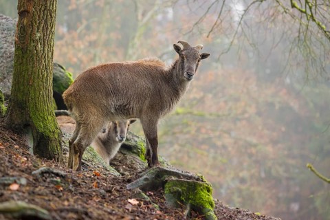 A female Himalayan Tahr (Hemitragus jemlahicus) stands in the forest on a foggy day