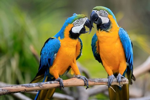 Yellow-breasted Macaw (Ara ararauna), adult, in perch, pair, social behaviour, South America