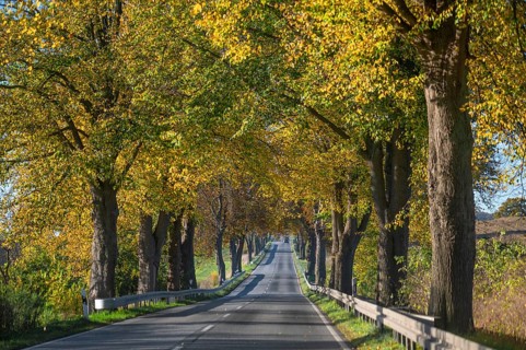 Autumnal lime tree avenue (Tilia) on a federal road B 104, Lübeck-Rehna, Mecklenburg-Vorpommern,