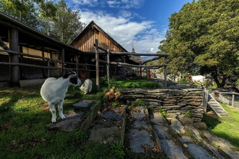 Goat (Capra) on a farm in the mountain village of Rasa, Centovalli, Canton Ticino, Switzerland,