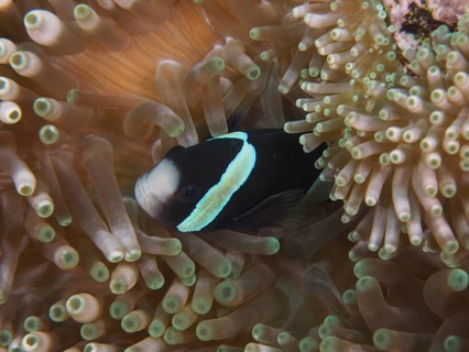 A black and white anemonefish, Clark's anemonefish (Amphiprion clarkii) melanistic, hiding in a sea