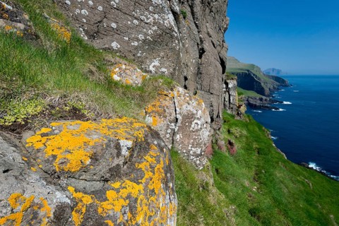Yellow lichen, rocky coast of Mykines, behind Vágar Island, Mykines, Útoyggjar, Faroe Islands,