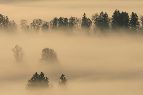 Foggy mood, fog, morning light, backlight, autumn, Loisach-Lake Kochel-Moor, foothills of the Alps,