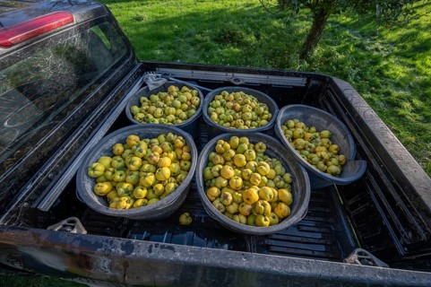 Freshly harvested quinces (Cydonia oblonga) in tonnes on a pickup truck, Mecklenburg-Vorpommern,