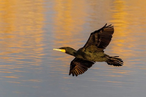 A cormorant flies gracefully over the water, which glows in warm orange tones, Cormorant,