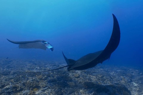 Two reef manta rays (Mobula alfredi), one of them completely in black, float gracefully through