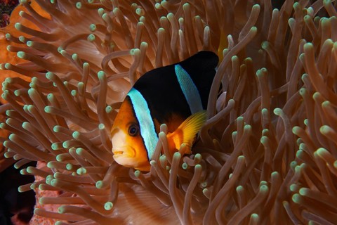 A clownfish with vivid colours, Clark's anemonefish (Amphiprion clarkii), hiding in a sea anemone