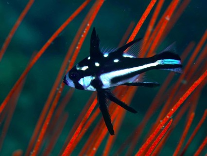 A black and white fish with spots, juvenile yellow-eyed snapper (Macolor macularis), swimming in