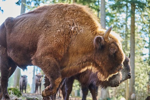 European bison (Bison bonasus) in a forest in spring, Bavarian Forest, Germany, Europe