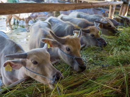 Young water buffalo (Bubalus arnee) market, Rantepao, Tana Toraja, Sulawesi, Indonesia, Asia