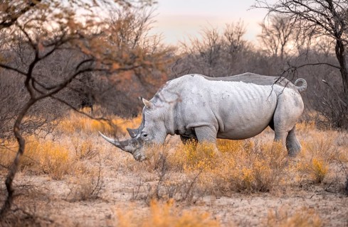 Southern white rhinoceros (Ceratotherium simum simum), rhino among flowers in the evening light,