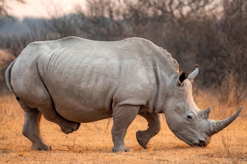 Southern white rhinoceros (Ceratotherium simum simum), rhino in the evening light, Khama Rhino