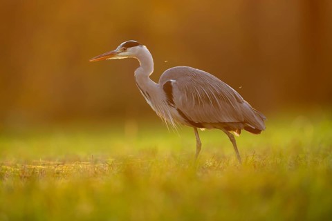Grey heron (Ardea cinerea), animal portrait, evening light, Rosensteinpark, Stuttgart,