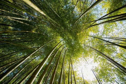 Bamboo, Botanical garden, Spring, Villa Carlotta, Tremezzo, Province of Como, Lake Como, Lago di
