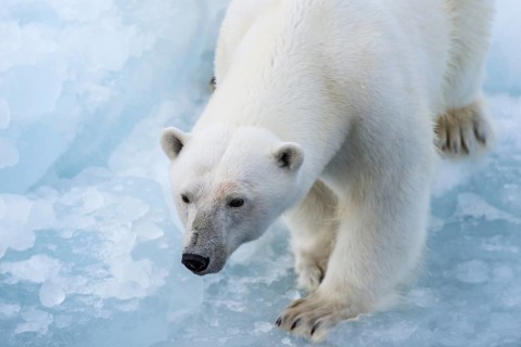 Polar bear (Ursus maritimus) on the pack ice at 82 degrees north, Spitsbergen Island, Svalbard and