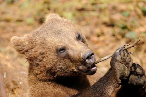 A bear cub gnawing on a small twig, Eurasian brown bear (Ursus arctos arctos), Bavarian Forest