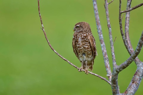 Burrowing owl (Speotyto cunicularia), sitting on a branch and observing the surroundings, Pembroke