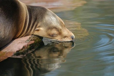 A sea lion lies on a rock and touches the water with its snout. The calm image conveys relaxation