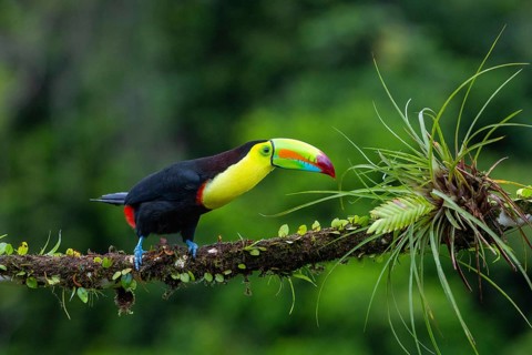 Fishing Toucan (Ramphastos sulfurantus), Toucans (Ramphastidae), Laguna del Lagarto Lodge,