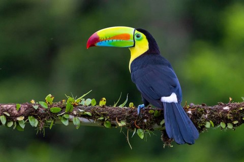 Fishing Toucan (Ramphastos sulfurantus), Toucans (Ramphastidae), Laguna del Lagarto Lodge,