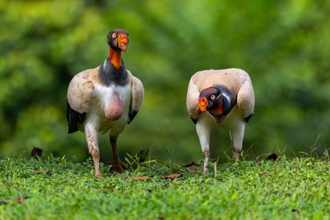 King vulture (Sarcoramphus papa), cock, vulture birds (Aegypiinae), Laguna del Lagarto Lodge,