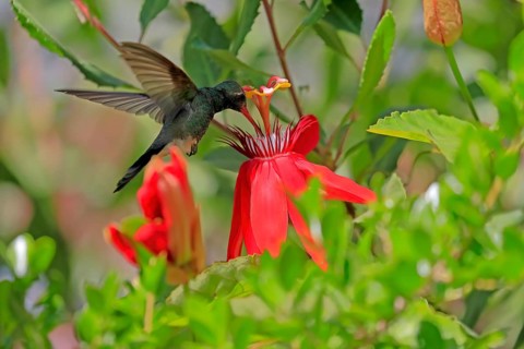 Broad-billed hummingbird (Cynanthus latirostris), adult, male, flying, on flower, foraging, Sonoran
