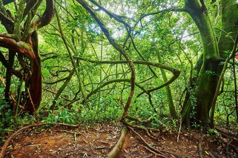 Landscape of Rainforest at the Lulumahu trail to the Lulumahu falls, Honolulu Watershed Forest