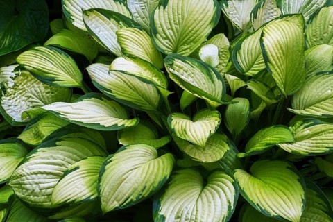 Close-up of Hosta plant with ovate shaped and variegated narrow margined leaves in summer, Quebec,