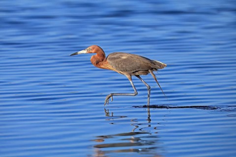 Reddish Egret (Egretta rufescens), adult, in water, foraging, hunting, alert, Merritt Island, Black