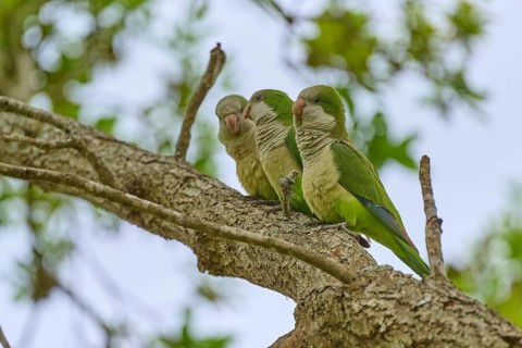 Monk parakeet (Myiopsitta monachus), three parrots sitting on a branch in a natural environment