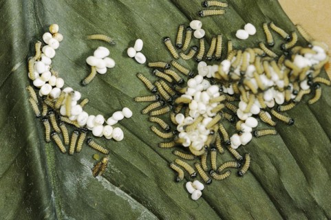 Ailanthus silkmoth (Samia cynthia), eggs and freshly hatched caterpillars, occurring in Asia