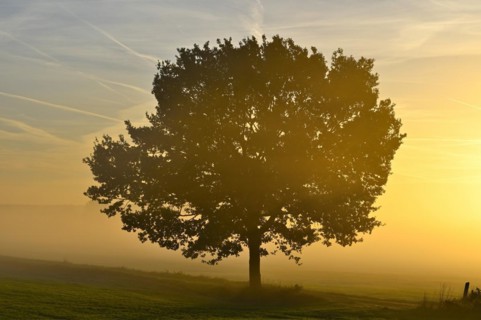 English oak (Quercus robur) in a meadow in the morning light in autumn, Lower Rhine, North