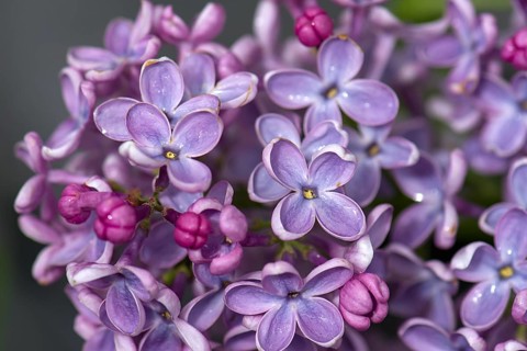 Lilac (Syringa), Close up, Bavaria, Germany, Europe
