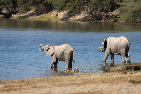 Elephant young, Loxodentra africana, is drinking behind a Nile crocodile while standing in the