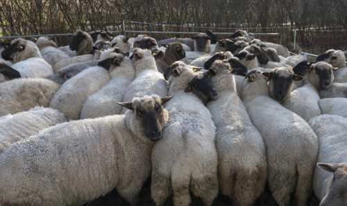 Crowded black-headed domestic sheep (Ovis gmelini aries) in a pen, Mecklenburg-Western Pomerania,