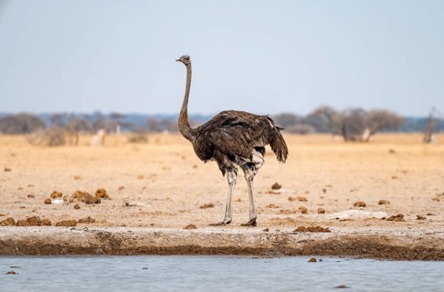 Common ostrich (Struthio camelus), adult female, at the waterhole, Nxai Pan National Park,