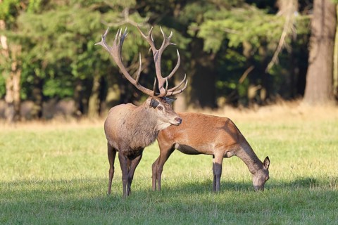 Red deer (Cervus elaphus) in rutting season, capital stag with doe in a forest clearing, wildlife,