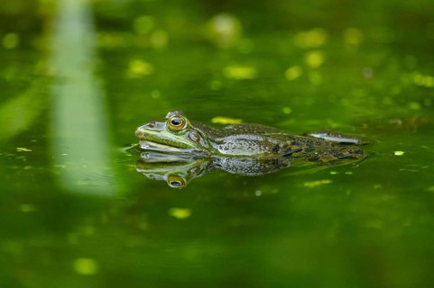 Edible frog (Pelophylax esculentus) in a little lake in the water, Bavaria, Germany, Europe