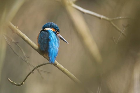 A kingfisher (Alcedo atthis) sits on a branch in its natural environment and displays its