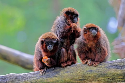 Coppery titi (Plecturocebus cupreus, Syn.: Callicebus cupreus), three coppery titi, group, feeding,