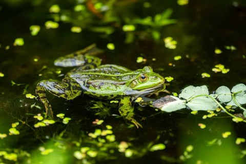 Edible frog (Pelophylax esculentus) in a little lake in the water, Bavaria, Germany, Europe