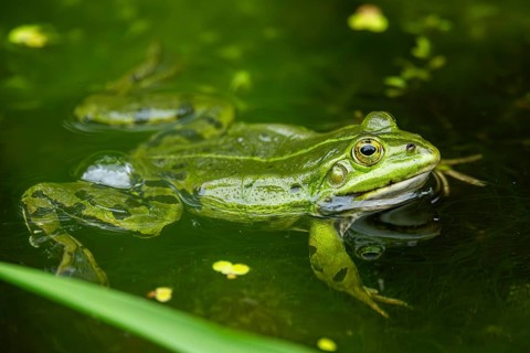Edible frog (Pelophylax esculentus) in a little lake in the water, Bavaria, Germany, Europe