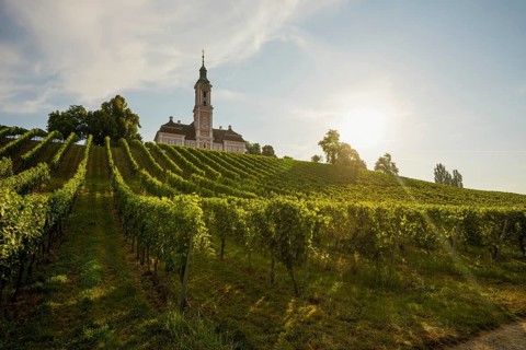 Birnau pilgrimage church and vineyards, sunrise, Uhldingen-Mühlhofen, Lake Constance,