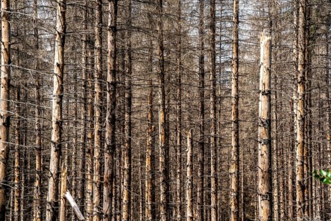 Dead spruce forest in the Eggegebirge, near Lichtenau, Paderborn district, North Rhine-Westphalia,