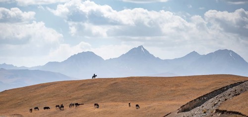 Shepherd on a horse with herd of horses, high mountain peaks behind, Burkhan Valley, Terskey